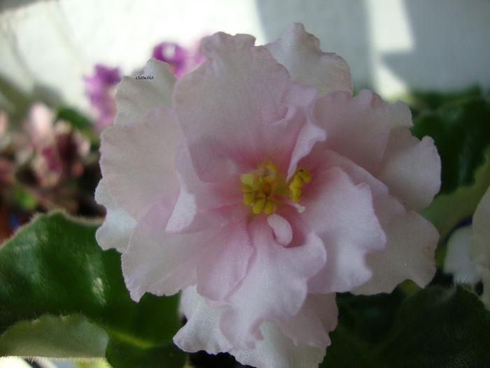 DSC06984 - Violete 2013