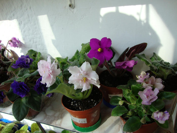 DSC06969 - Violete 2013