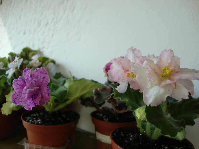 DSC06973 - Violete 2013