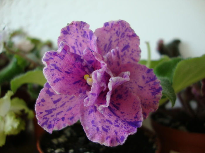 rs arlekino - Violete 2013
