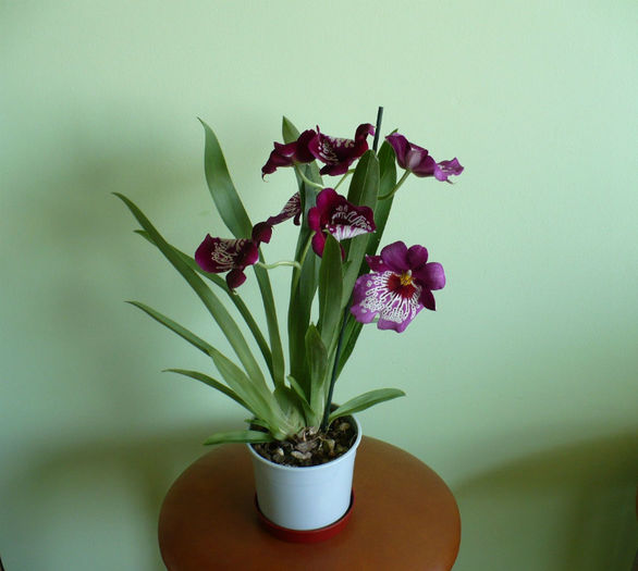 24 aprilie - Orhidee 2013