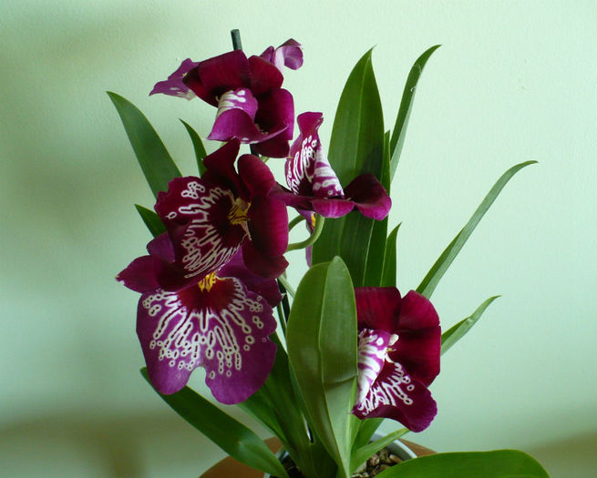P1430188 - Orhidee 2013