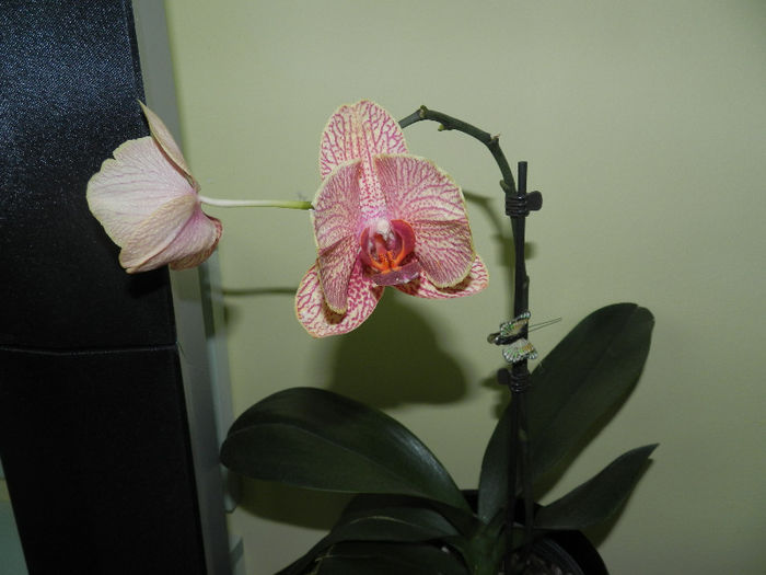 ESTE PRIMITA IN NOIEMBRIE!