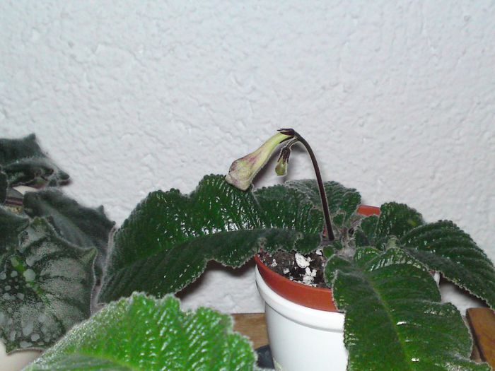  - Gesneriaceae