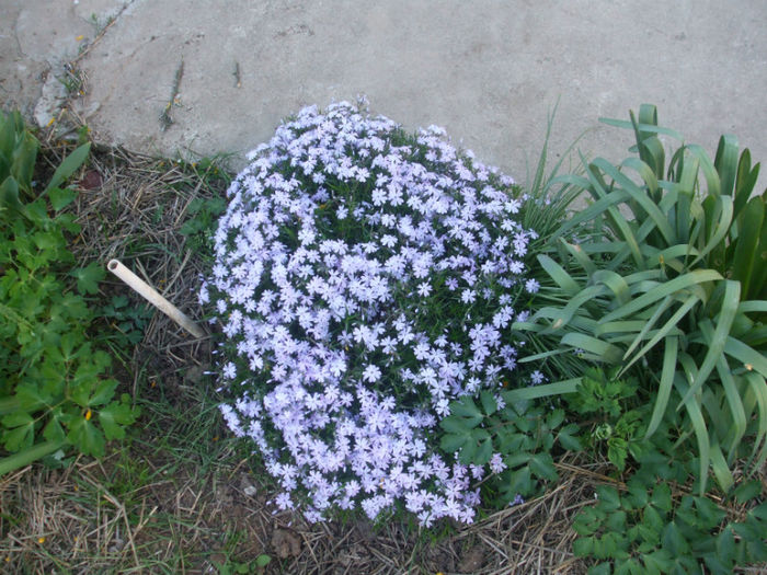 DSCF0384