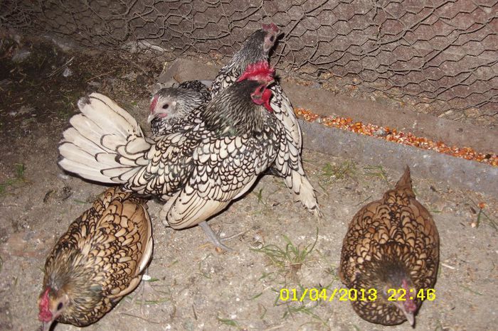 SN850004 (2) - Copie