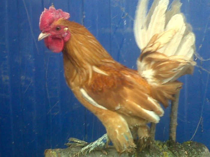 IMG00528-20130323-1728