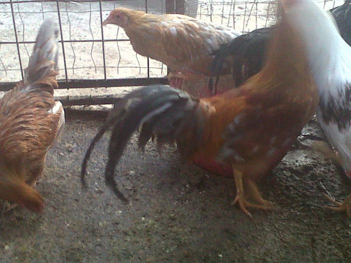 IMG00524-20130323-1726