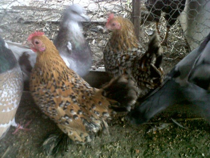 IMG00381-20130222-1656