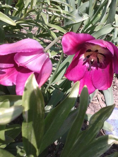 2013-04-23 14.22.07 - Primavara
