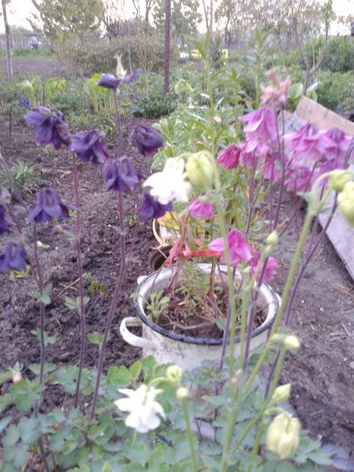 mix caldaruse flori duble - Primavara