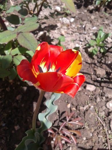 2013-04-25 14.09.35 - Primavara