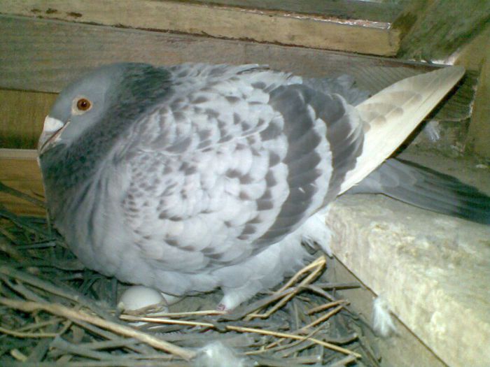 22042013(001) - Voiajori