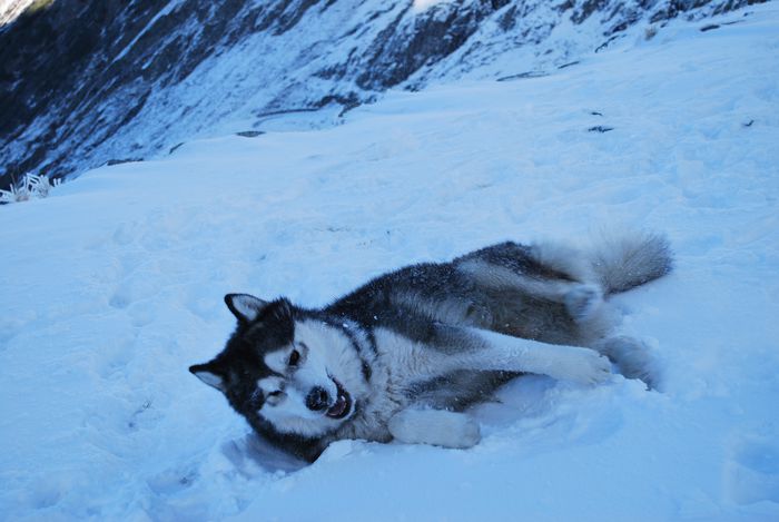 Ozy -cel mai incantat de zapada