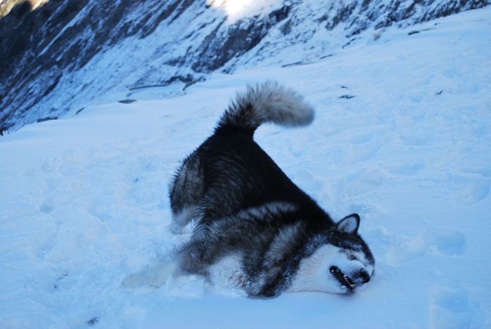 ce ne mai place zapada!!!