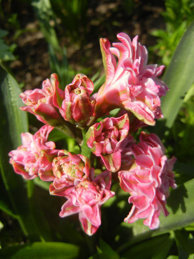 Hyacinth Eros (2013, April 22) Hyacinth Eros (2013, April 22)