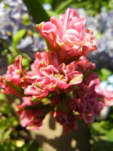 Hyacinth Eros (2013, April 22) Hyacinth Eros (2013, April 22)