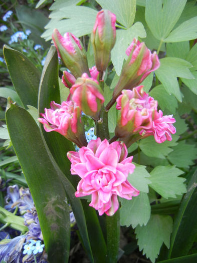 Hyacinth Eros (2013, April 24) Hyacinth Eros (2013, April 24)