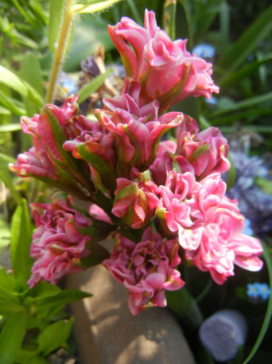 Hyacinth Eros (2013, April 24) Hyacinth Eros (2013, April 24)