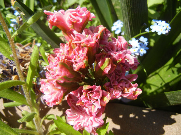 Hyacinth Eros (2013, April 25) Hyacinth Eros (2013, April 25)