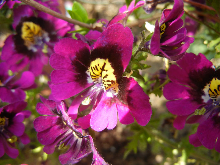 Schizanthus pinnatus Purple (`13, Apr.22) - SCHIZANTHUS Pinnatus Purple