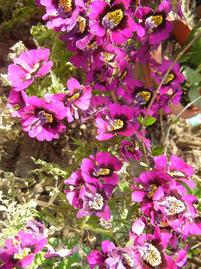 Schizanthus pinnatus Purple (`13, Apr.22)