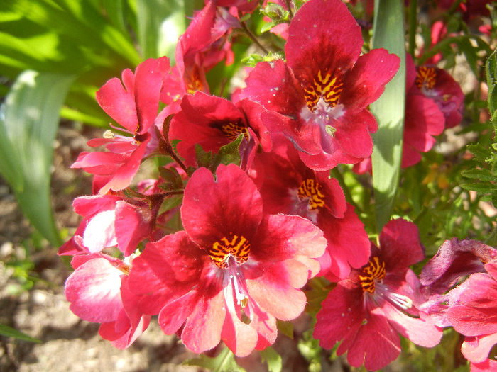 Schizanthus pinnatus Red (2013, Apr.22) - SCHIZANTHUS Pinnatus Red