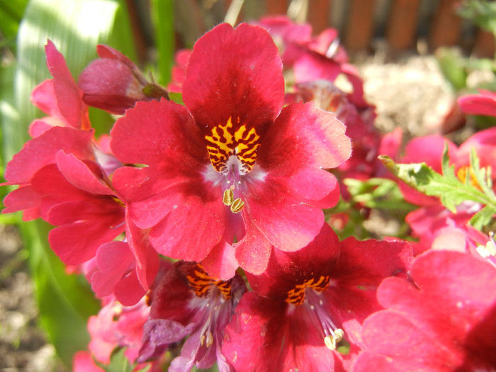 Schizanthus pinnatus Red (2013, Apr.22) - SCHIZANTHUS Pinnatus Red