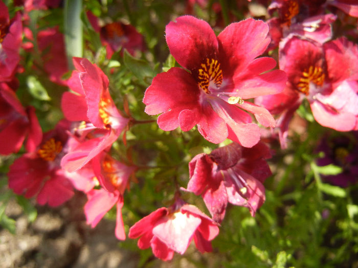 Schizanthus pinnatus Red (2013, Apr.22) - SCHIZANTHUS Pinnatus Red