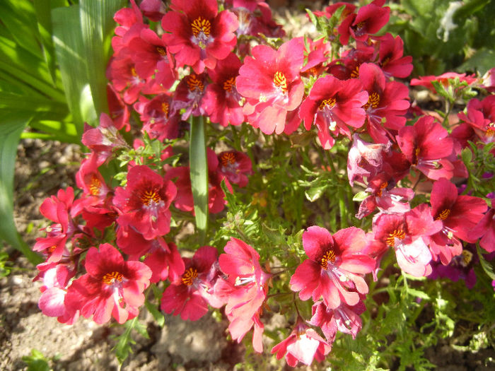Schizanthus pinnatus Red (2013, Apr.22)