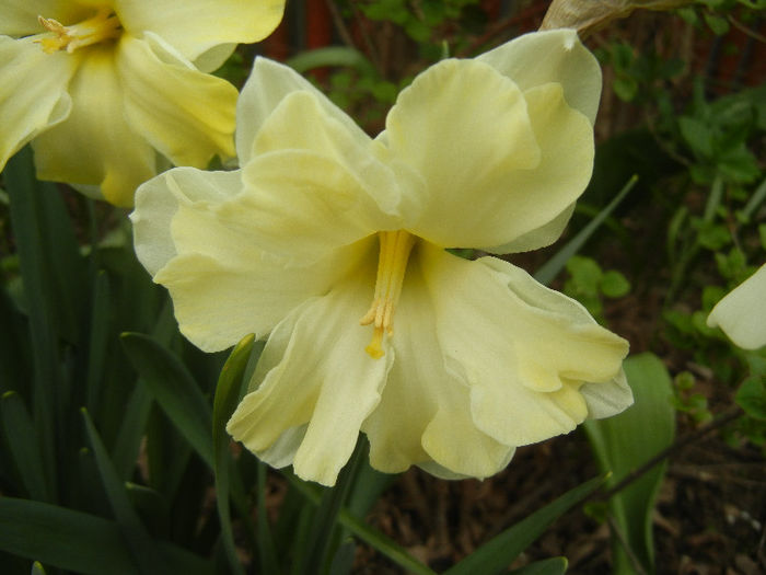 Narcissus Cassata (2013, April 21) - Narcissus Cassata