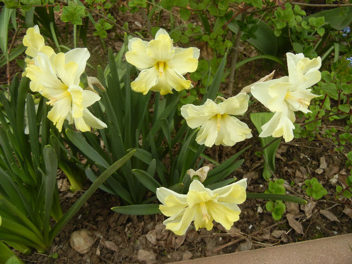 Narcissus Cassata (2013, April 21) - Narcissus Cassata
