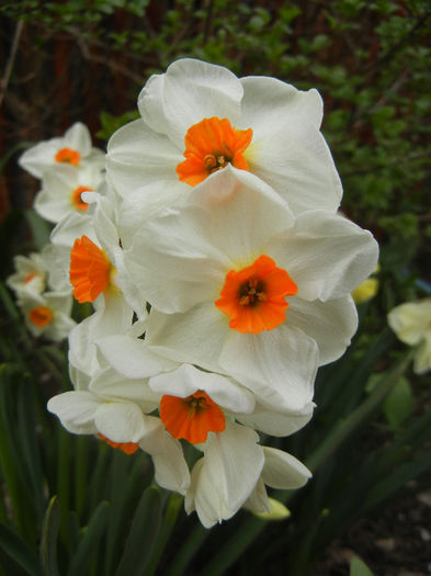 Narcissus Geranium (2013, April 21)