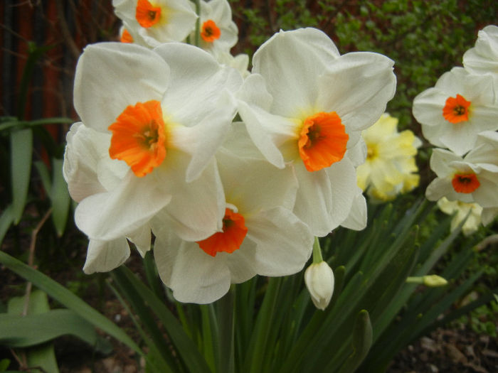 Narcissus Geranium (2013, April 21) - Narcissus Geranium