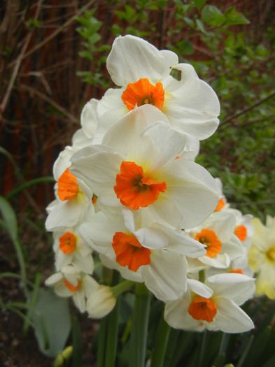 Narcissus Geranium (2013, April 21) - Narcissus Geranium