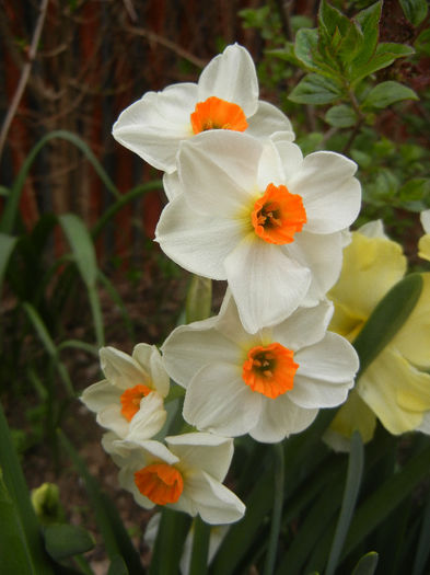 Narcissus Geranium (2013, April 21)