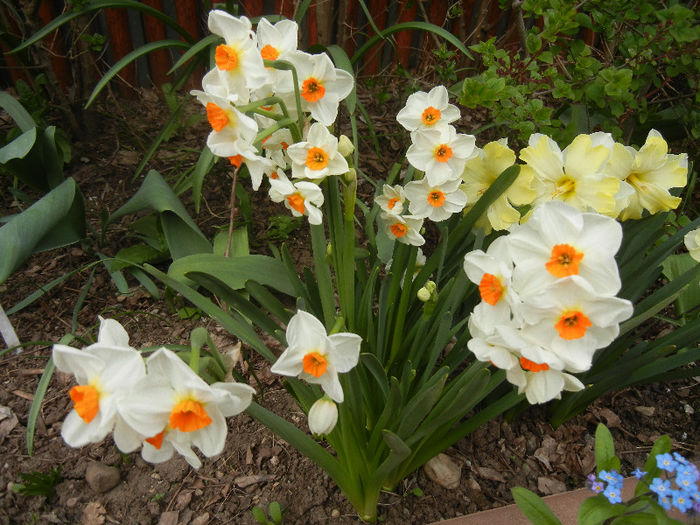 Narcissus Geranium (2013, April 21)