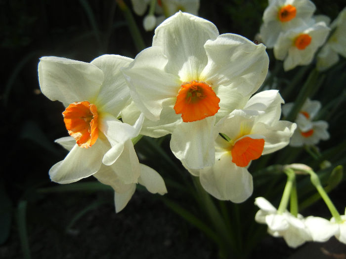 Narcissus Geranium (2013, April 24) - Narcissus Geranium