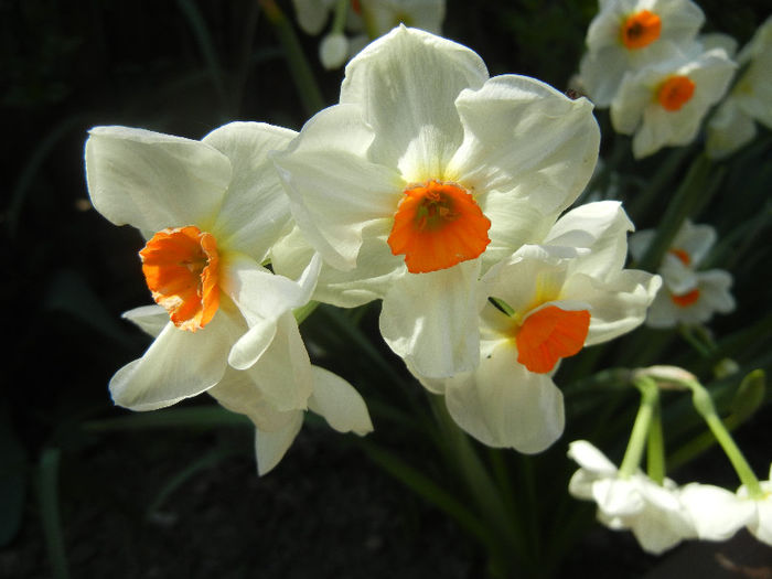 Narcissus Geranium (2013, April 24)