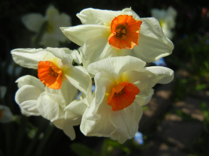 Narcissus Geranium (2013, April 24)