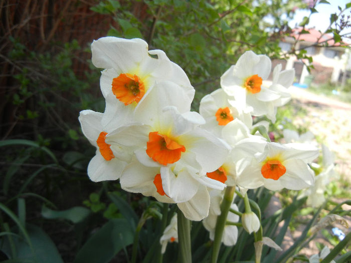 Narcissus Geranium (2013, April 24)