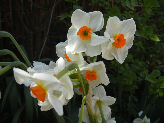 Narcissus Geranium (2013, April 24)