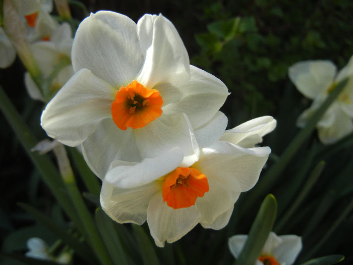 Narcissus Geranium (2013, April 24)