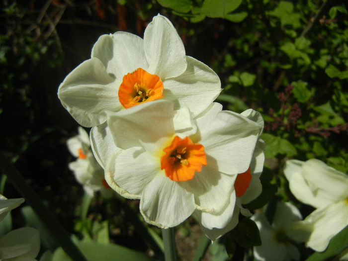 Narcissus Geranium (2013, April 25)