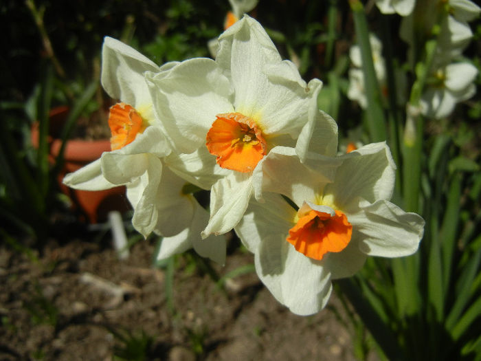 Narcissus Geranium (2013, April 25) - Narcissus Geranium