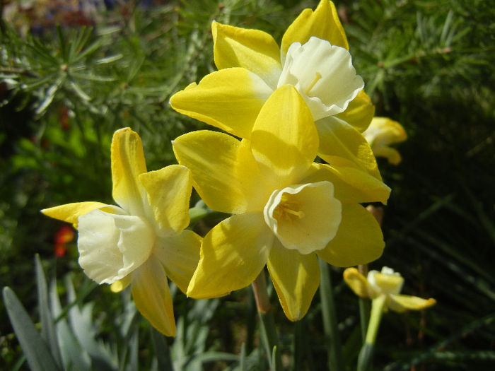 Narcissus Pipit (2013, April 23)