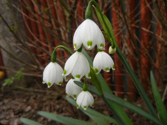Leucojum aestivum (2013, April 21)