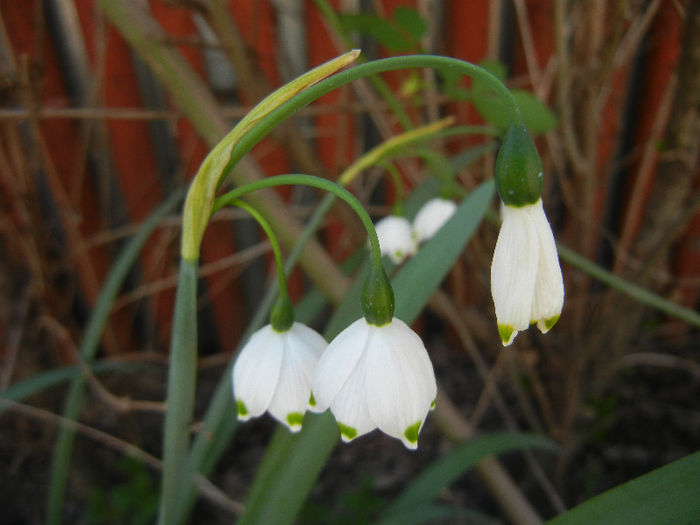 Leucojum aestivum (2013, April 25) - GHIOCEI_Leucojum aestivum