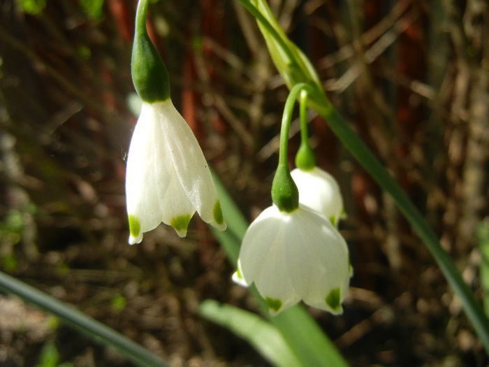 Leucojum aestivum (2013, April 25) - GHIOCEI_Leucojum aestivum