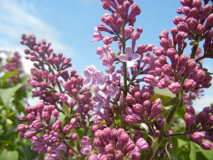 Syringa vulgaris_Lilac (2013, April 22)